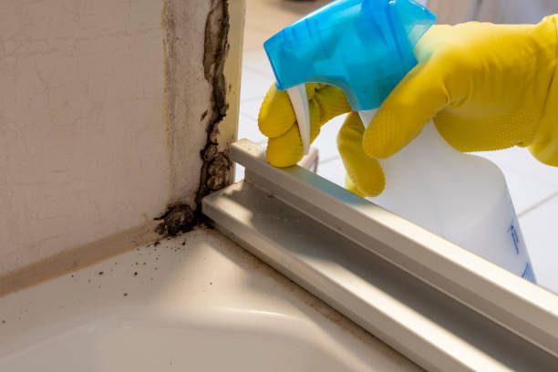Best Mold Remediation  in Bovina, TX