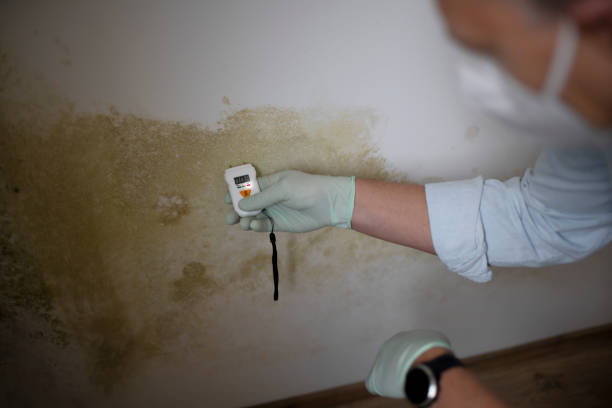 Best Mold Damage Repair  in Bovina, TX