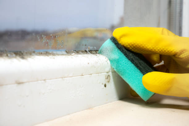 Best Mold Remediation  in Bovina, TX