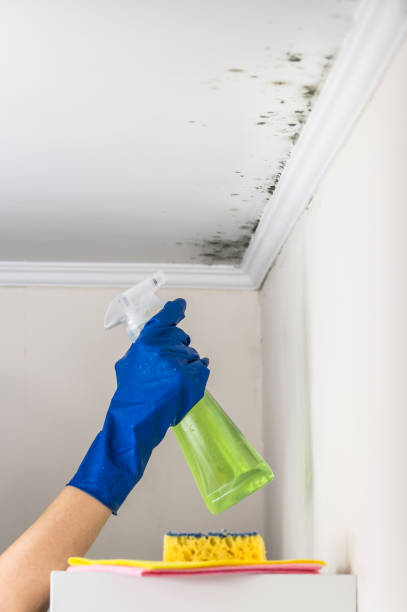 Best Commercial Mold Removal  in Bovina, TX